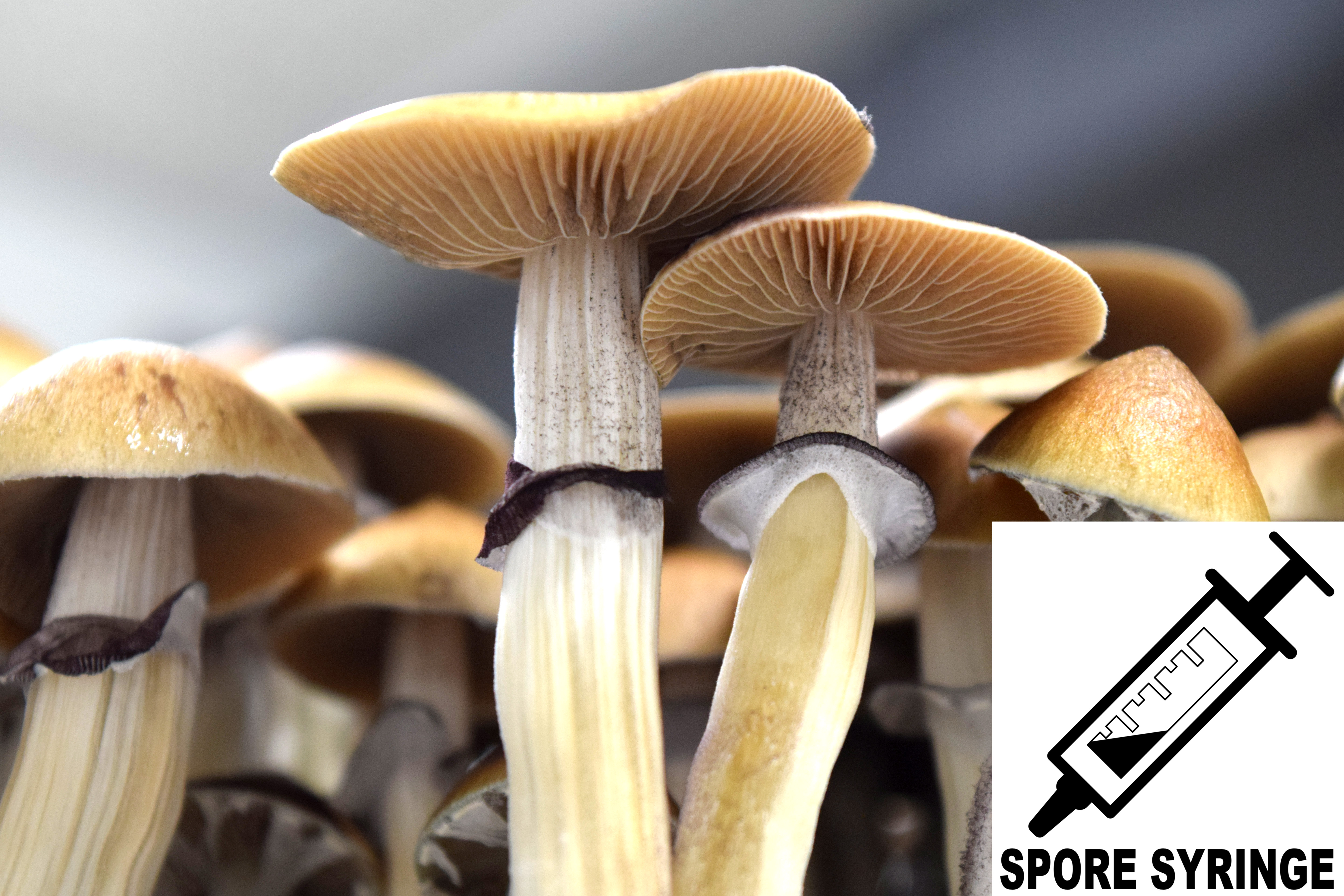 MONTHLY FEATURE: Psilocybe cubensis : Koh Samui Spore Syringe